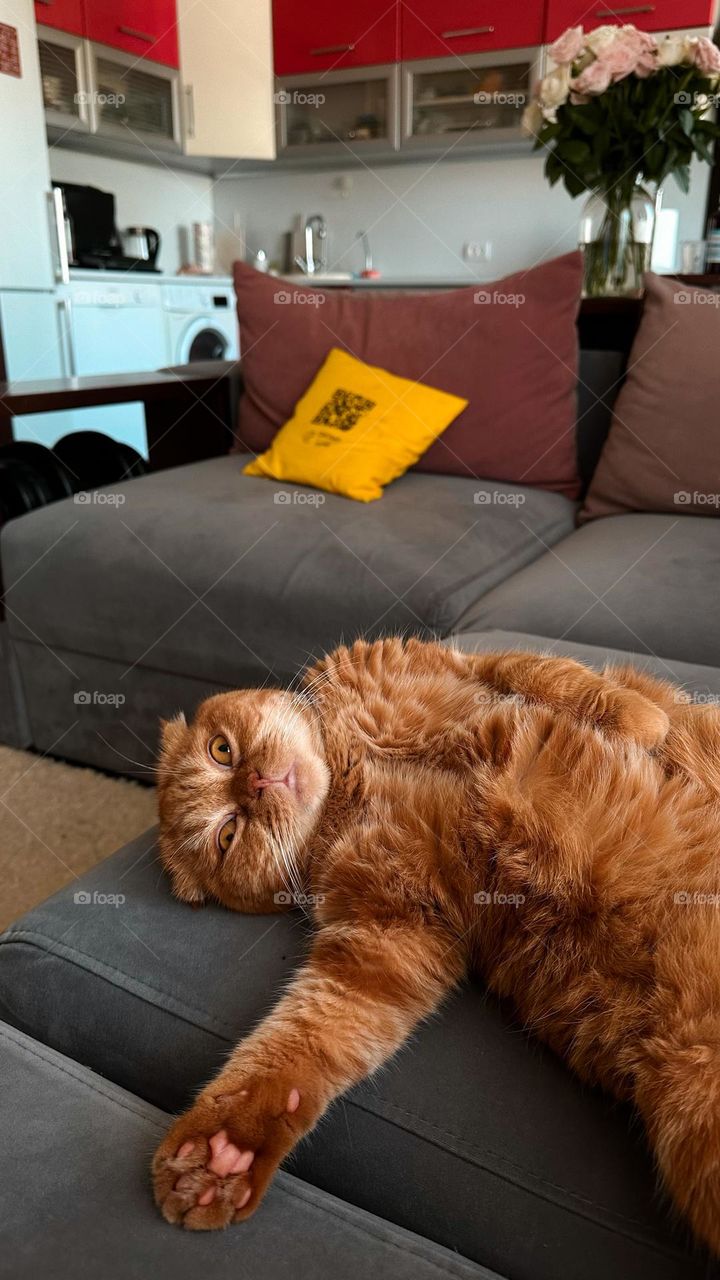 Tenderness series: Pets