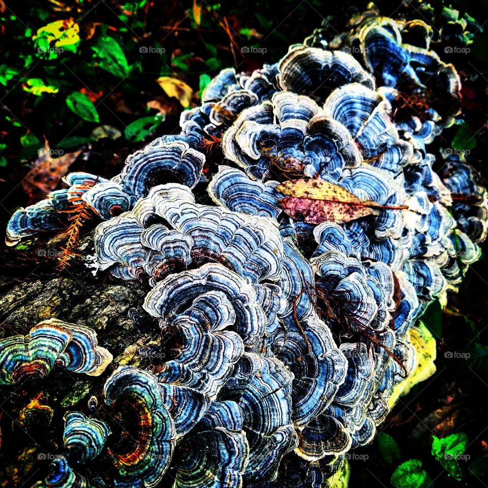 blue mushrooms [lichens?]