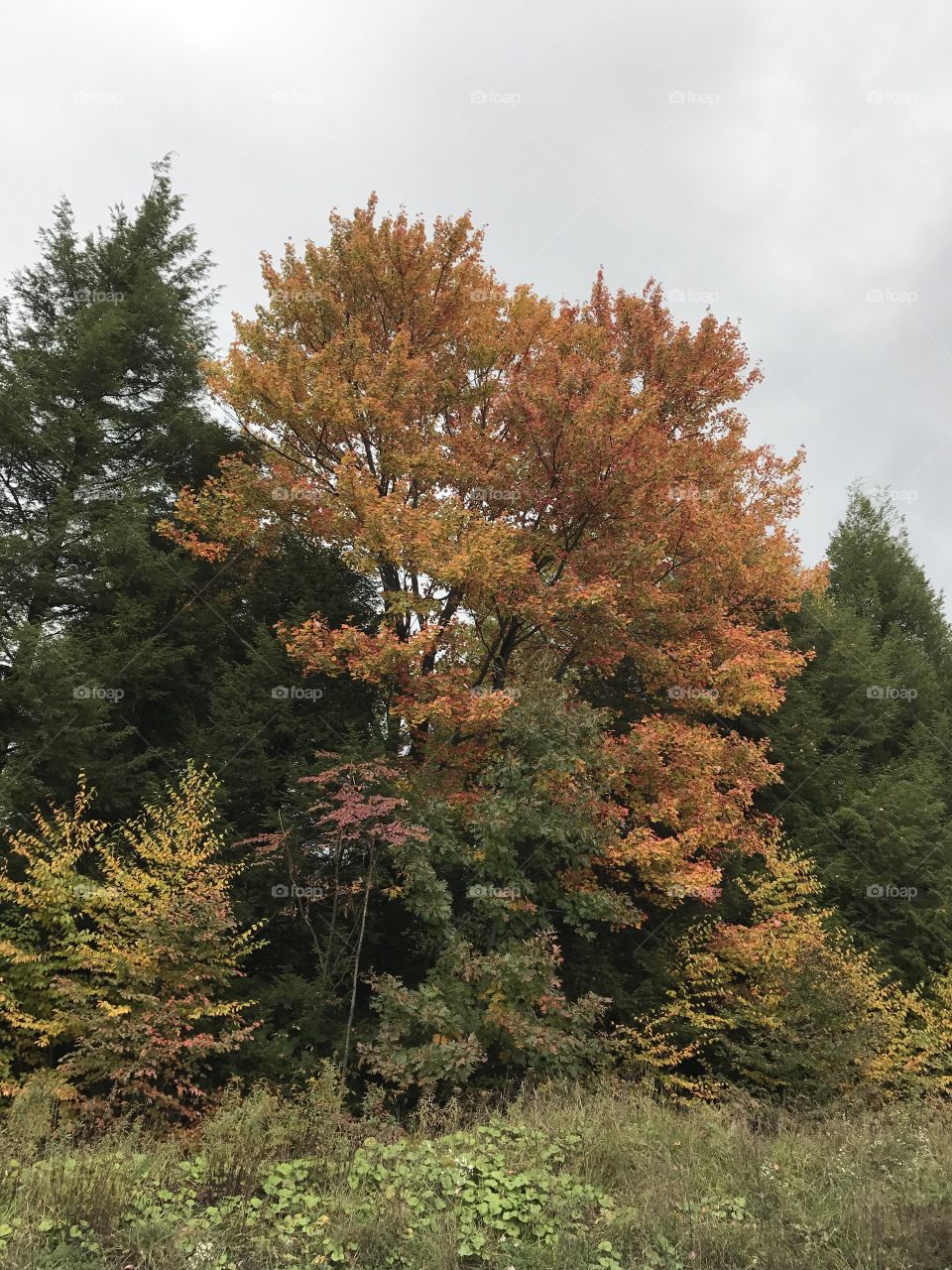 Colors  of autumn 