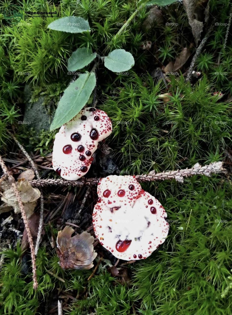 Devil's tooth mushroom