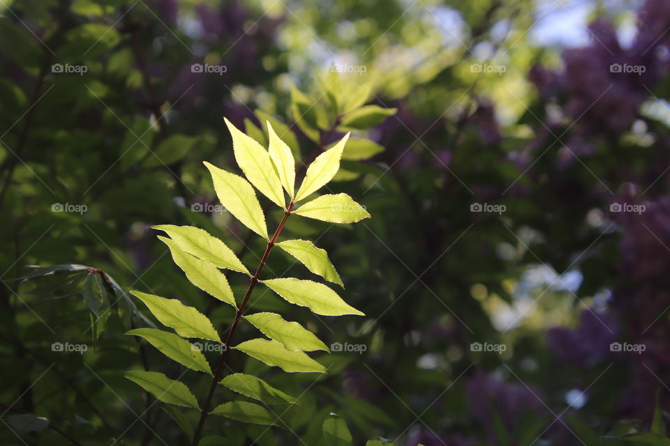 Plant with sun shining on leaves in forefront of lilac bush