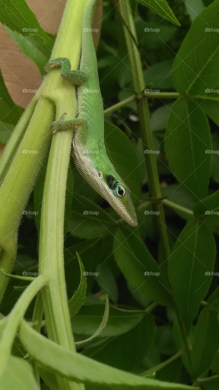 Male Green Anole lizard. Also known as the American Chameleon because it can change colors depending on its background.