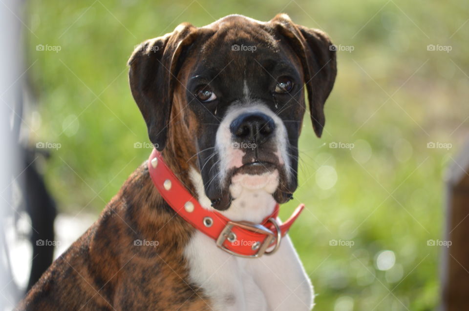 brindle boxer