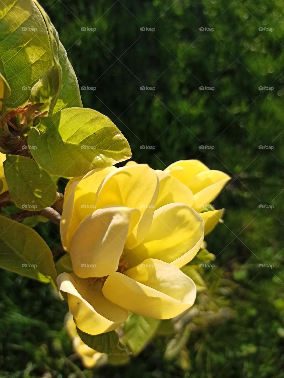 yellow magnolia flower in the garden