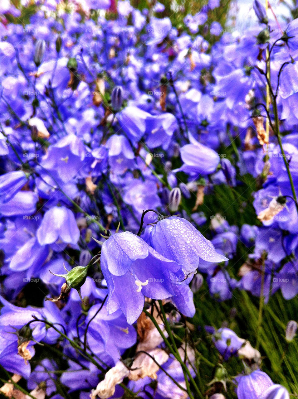 Field of purple flowers