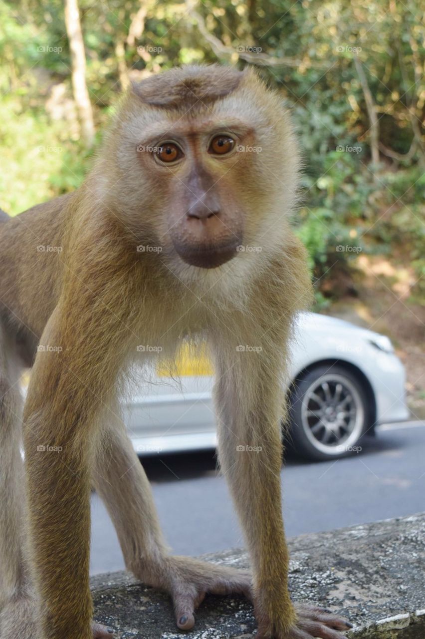 Monkey in Thailand. 