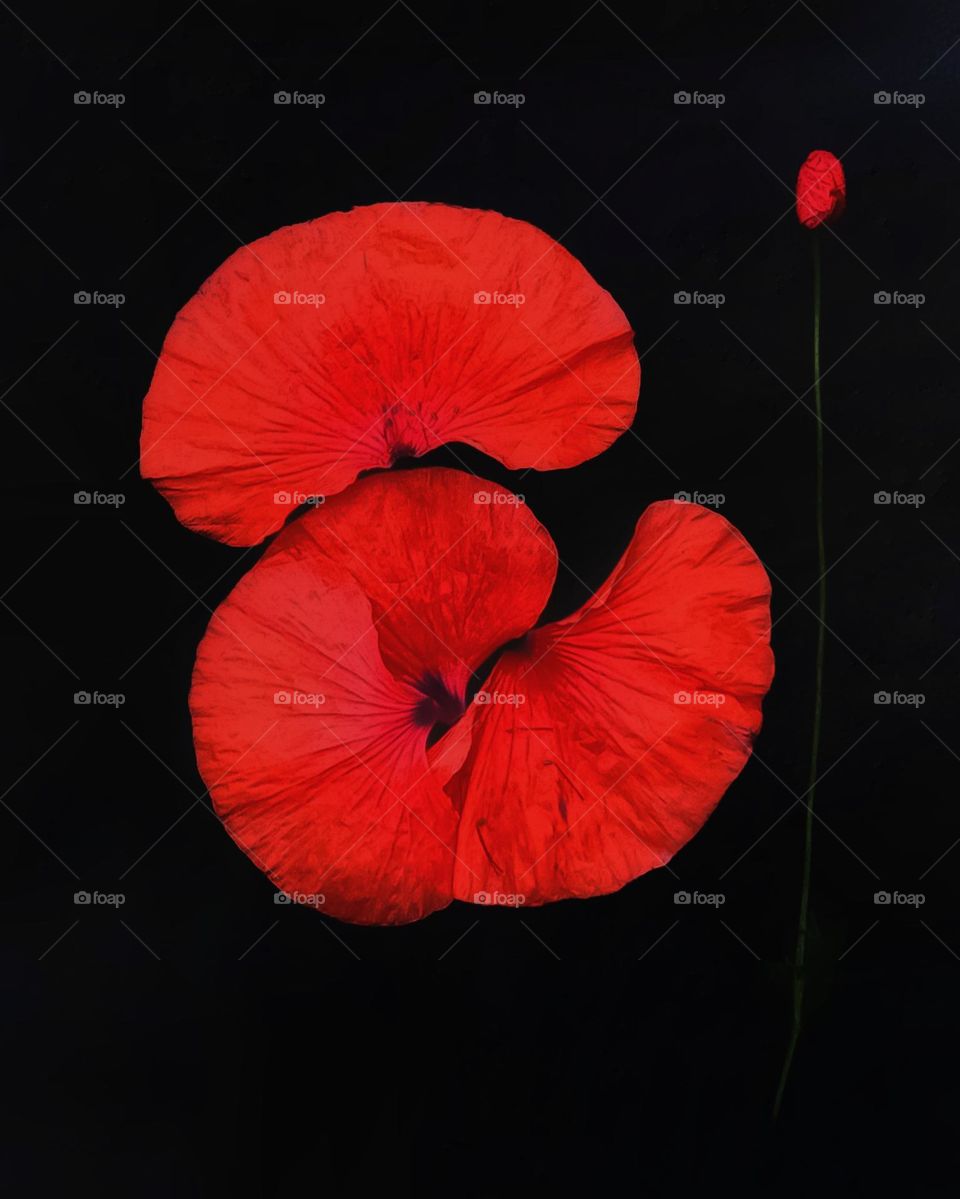 red poppy petals