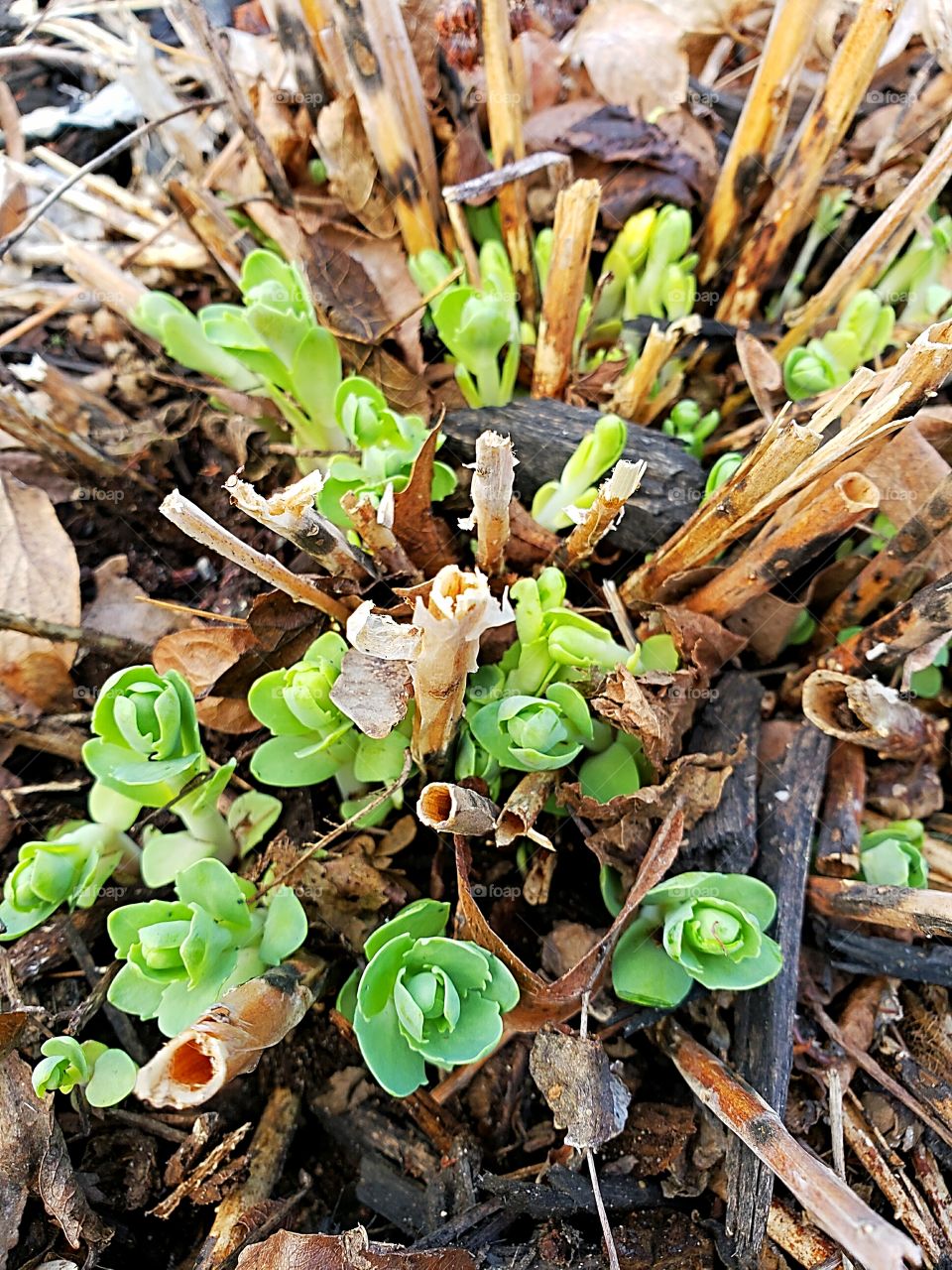 Autumn Joy plant beginning to grow in spring