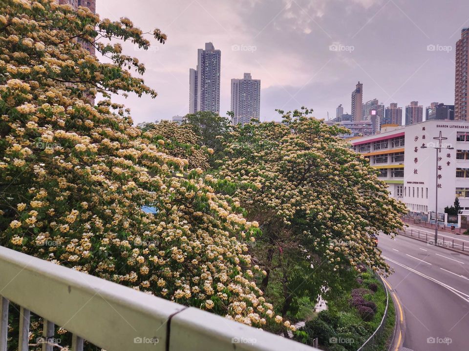 Hong Kong is turning into summer soon. Flowers are growing very well on the side of the road within the busy city centre.