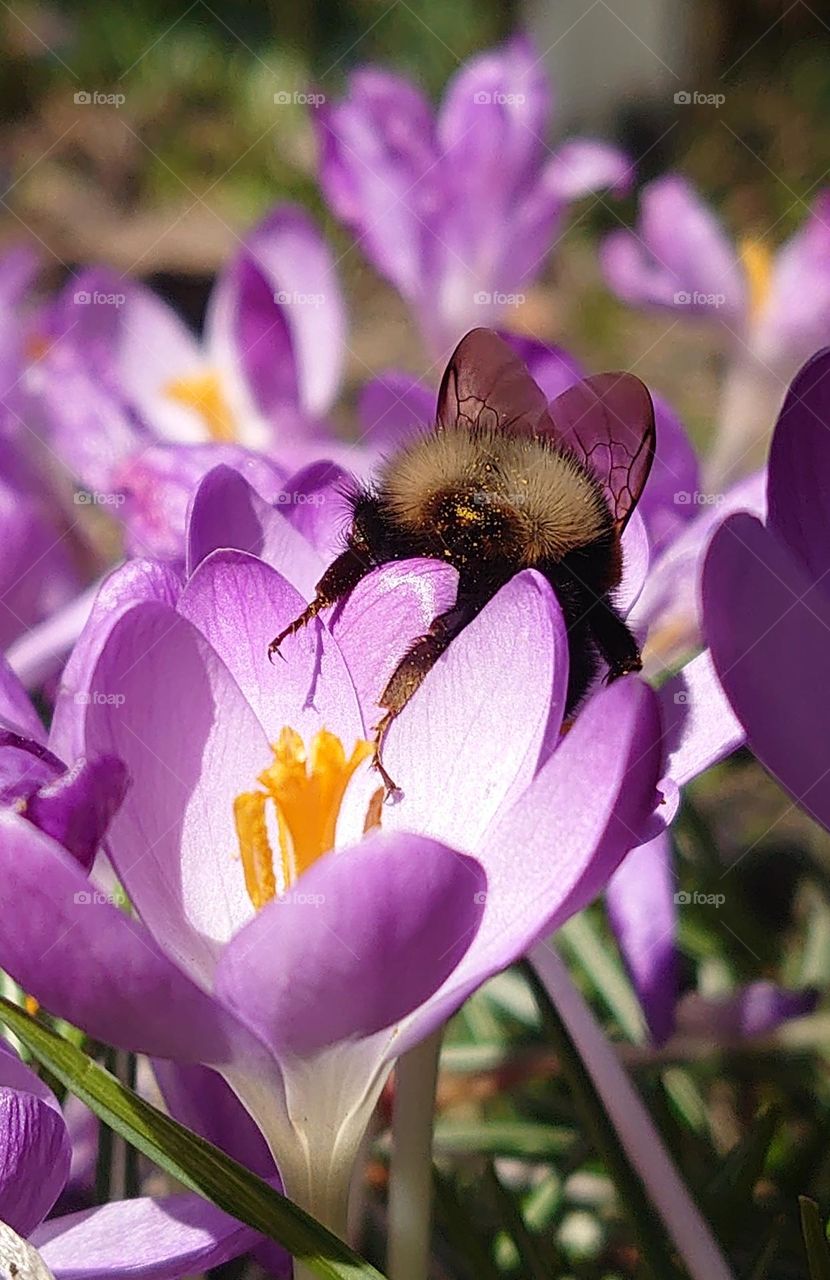 Lavender crocus