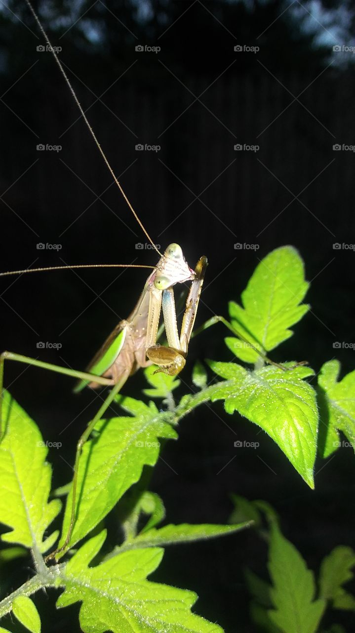 Mantis from USA