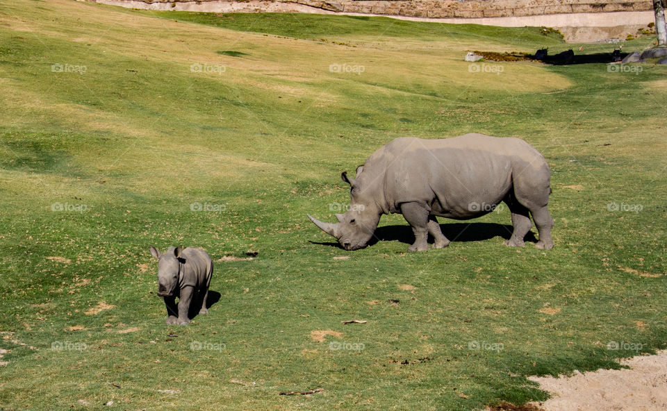 Baby and Mom Rhinoceros 