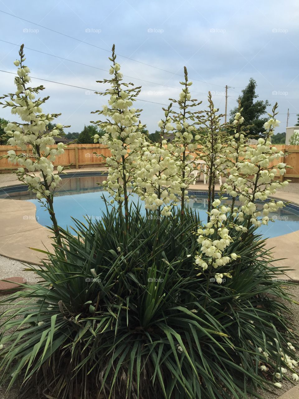 Yucca in bloom