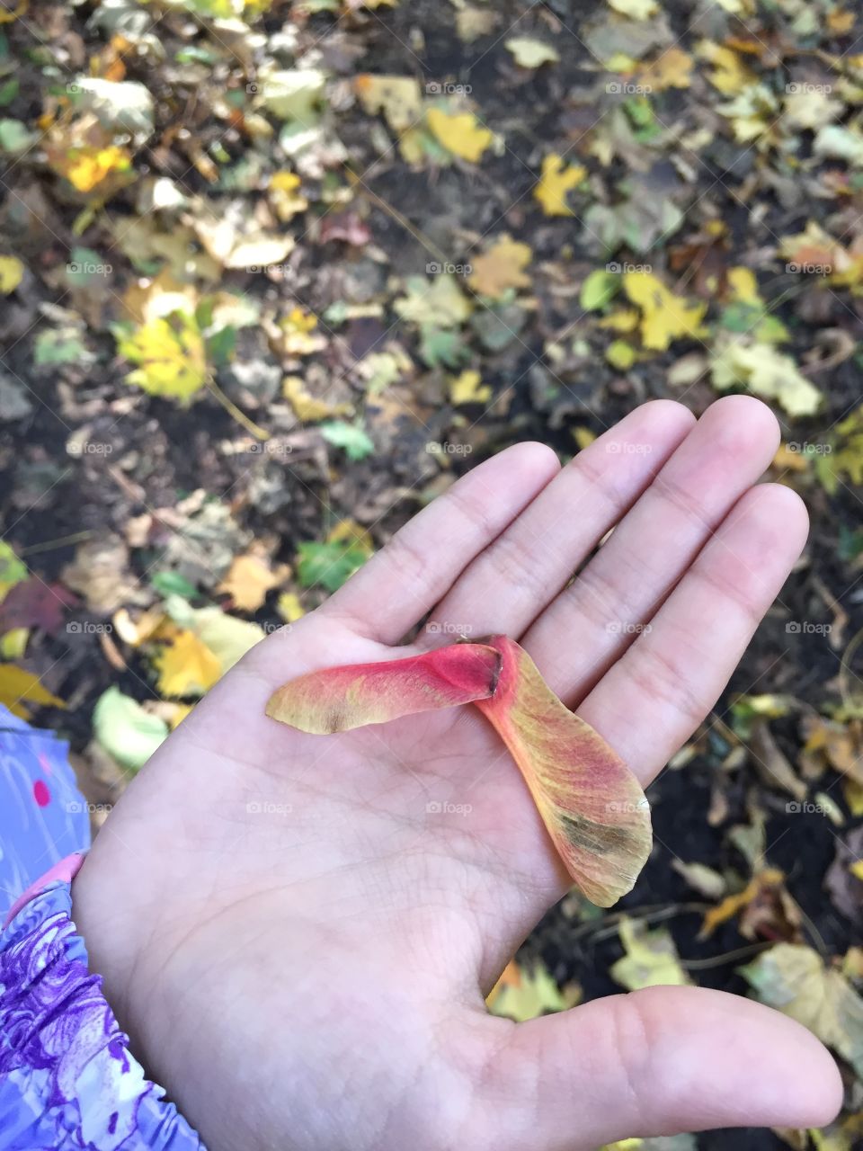in autumn these maple seeds were ripe. in the spring they will become sprouts