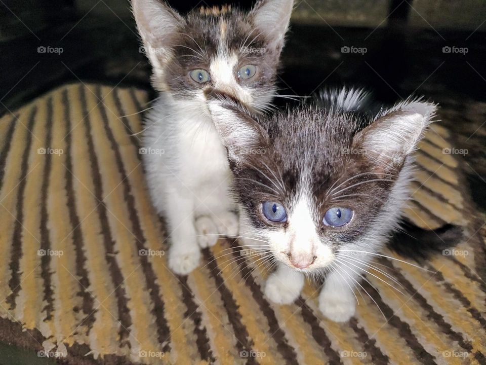 Two kitten