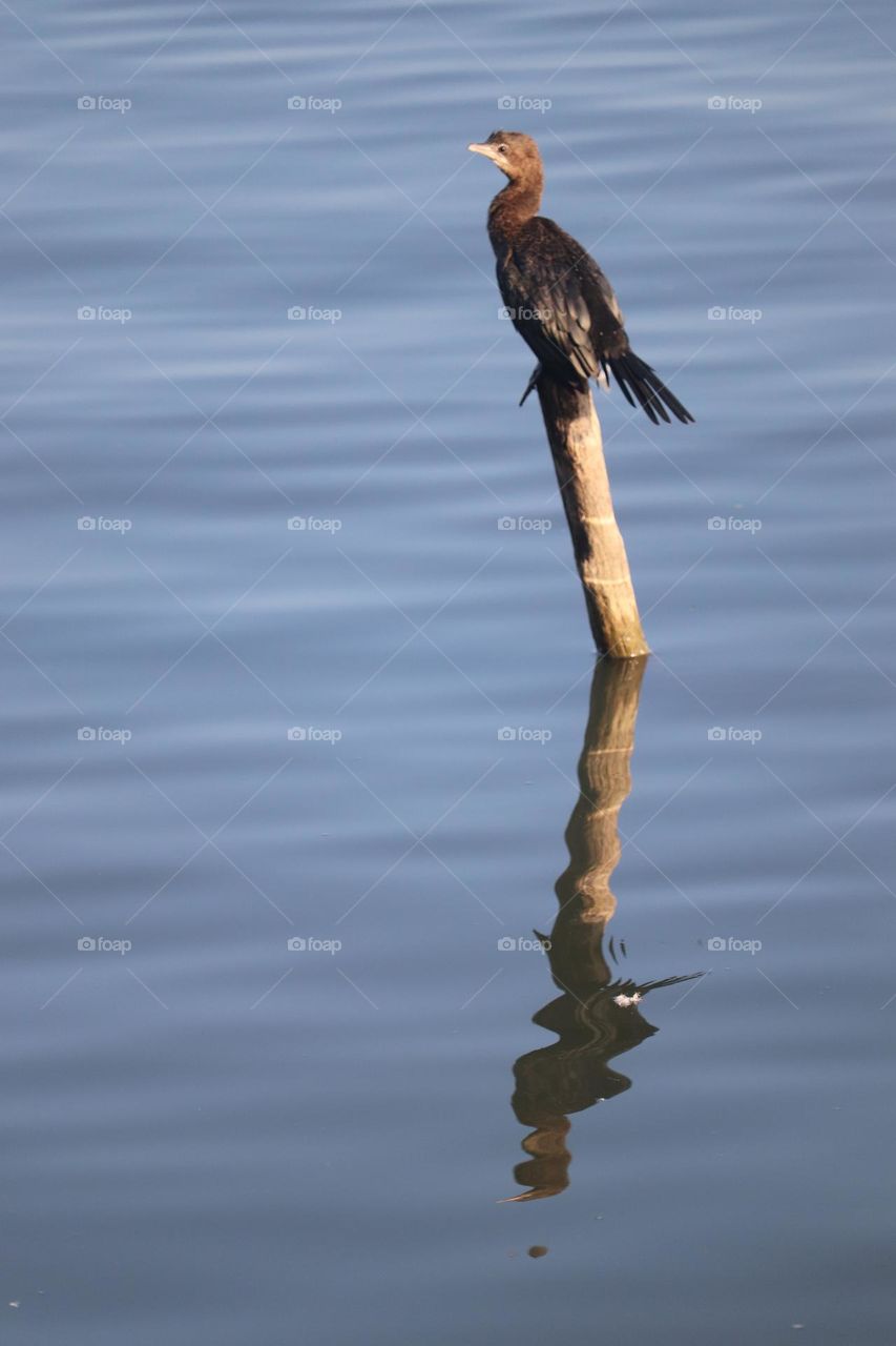 Cormorant mirroring in the river