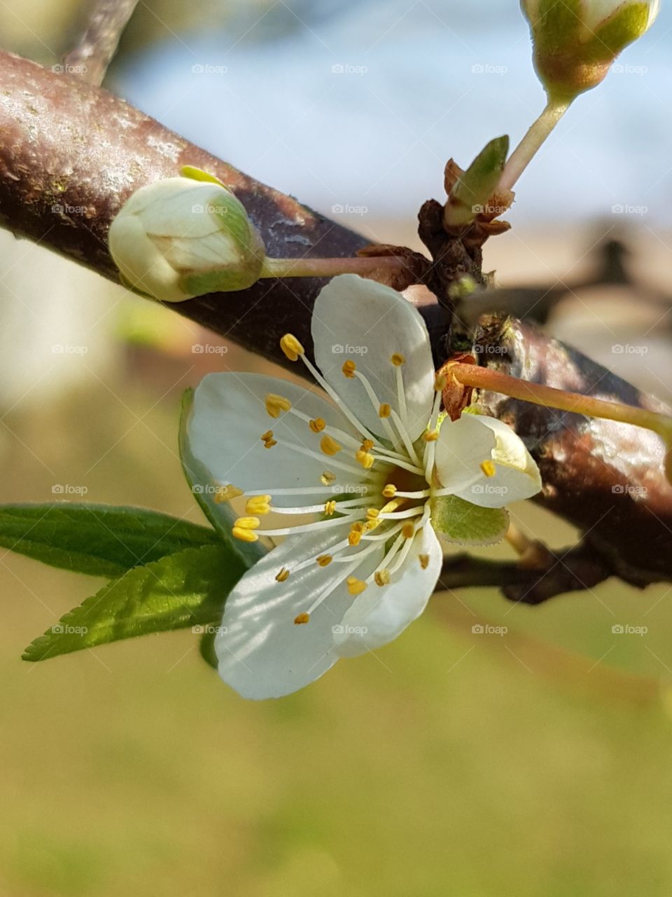 Fruit tree in bloom