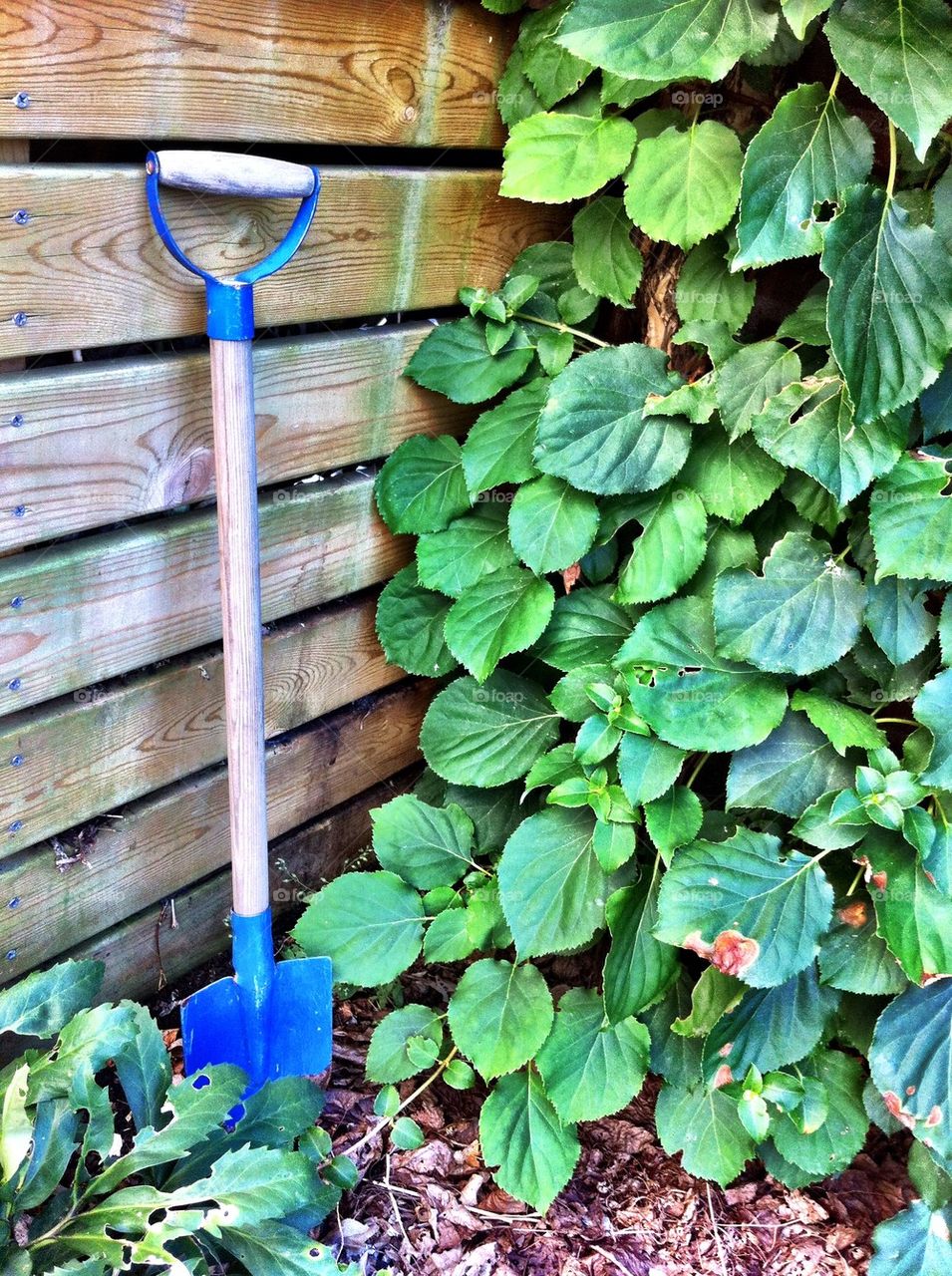 Small spade in garden.