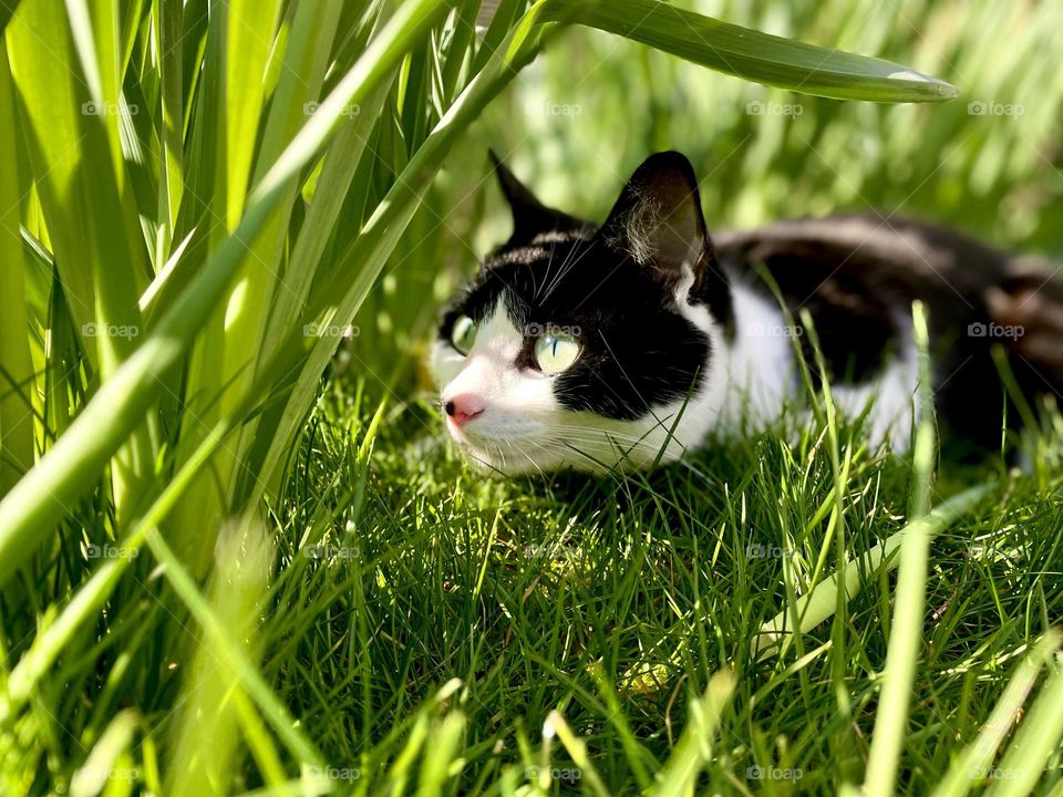Mischievous black and white cat sneaking through the daffodils and vibrant green grass. Cambridgeshire, England.