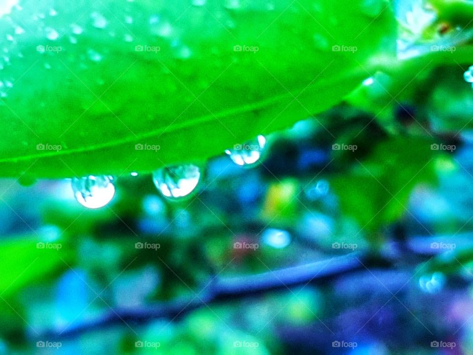 water drops under green leaf
