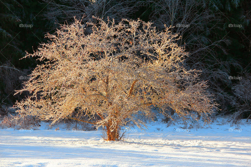 Frozen trees in winter