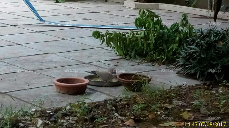 Birds eating after rain