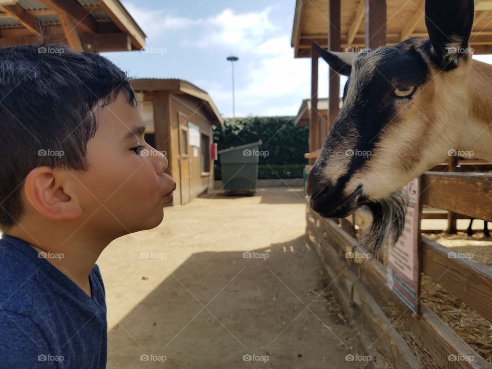 Boy pout his lip in front of goat