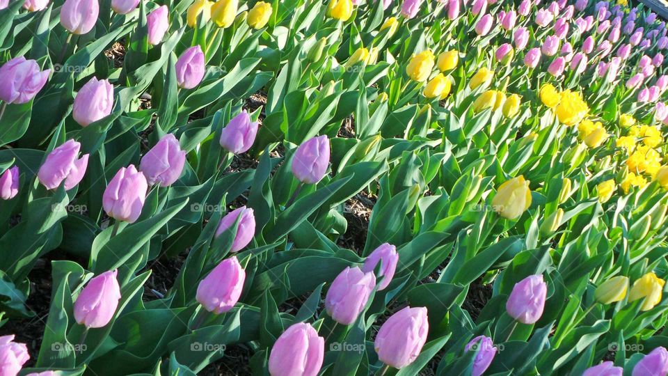 Elevated view of tulips growing in field