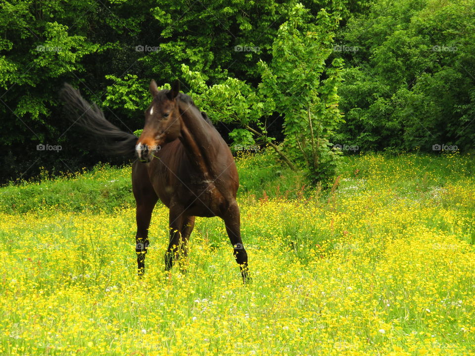 Majestic horses