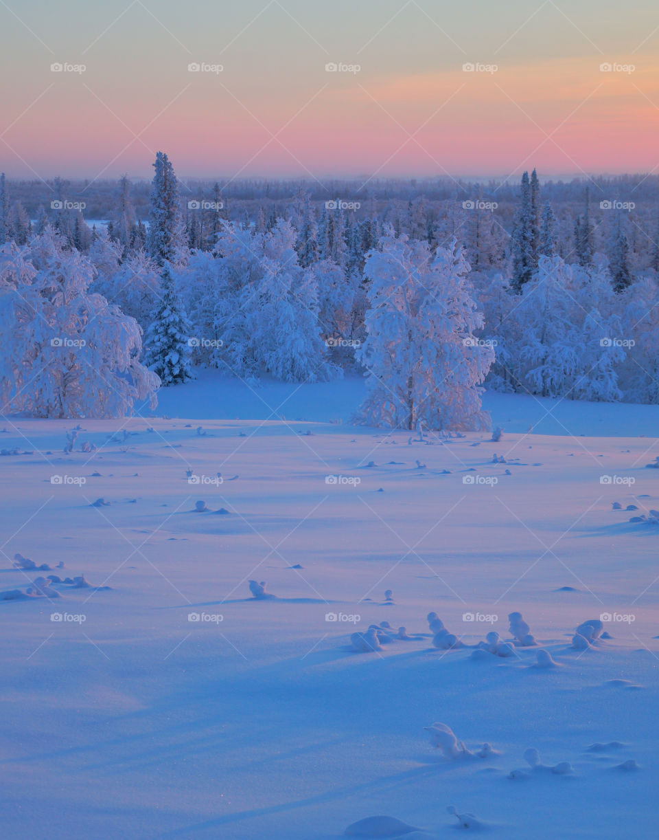 Winter, winter time, winter landscape, winter fairy tale, frost, frosty lace, north, arctic, snow, winter sunset, winter morning, snowy land, northern land, northern latitude, cold, red, frosty morning, snow on branches, ice, icy branches, sun, winte