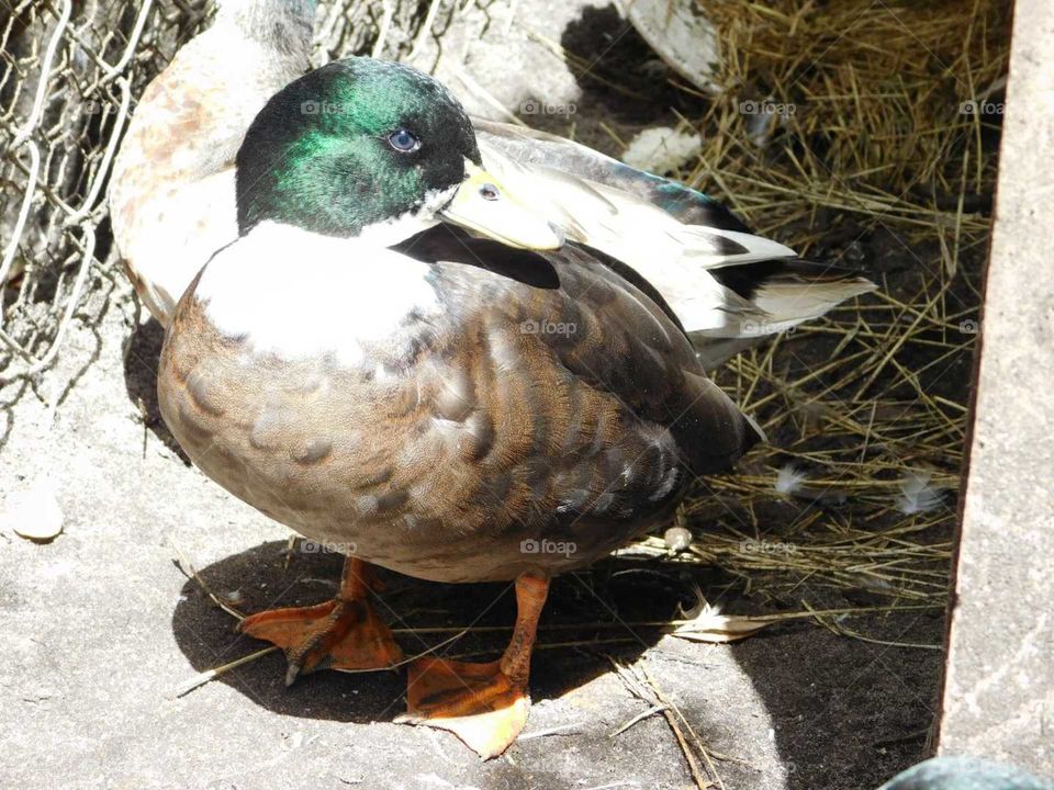 black bibbed call duck