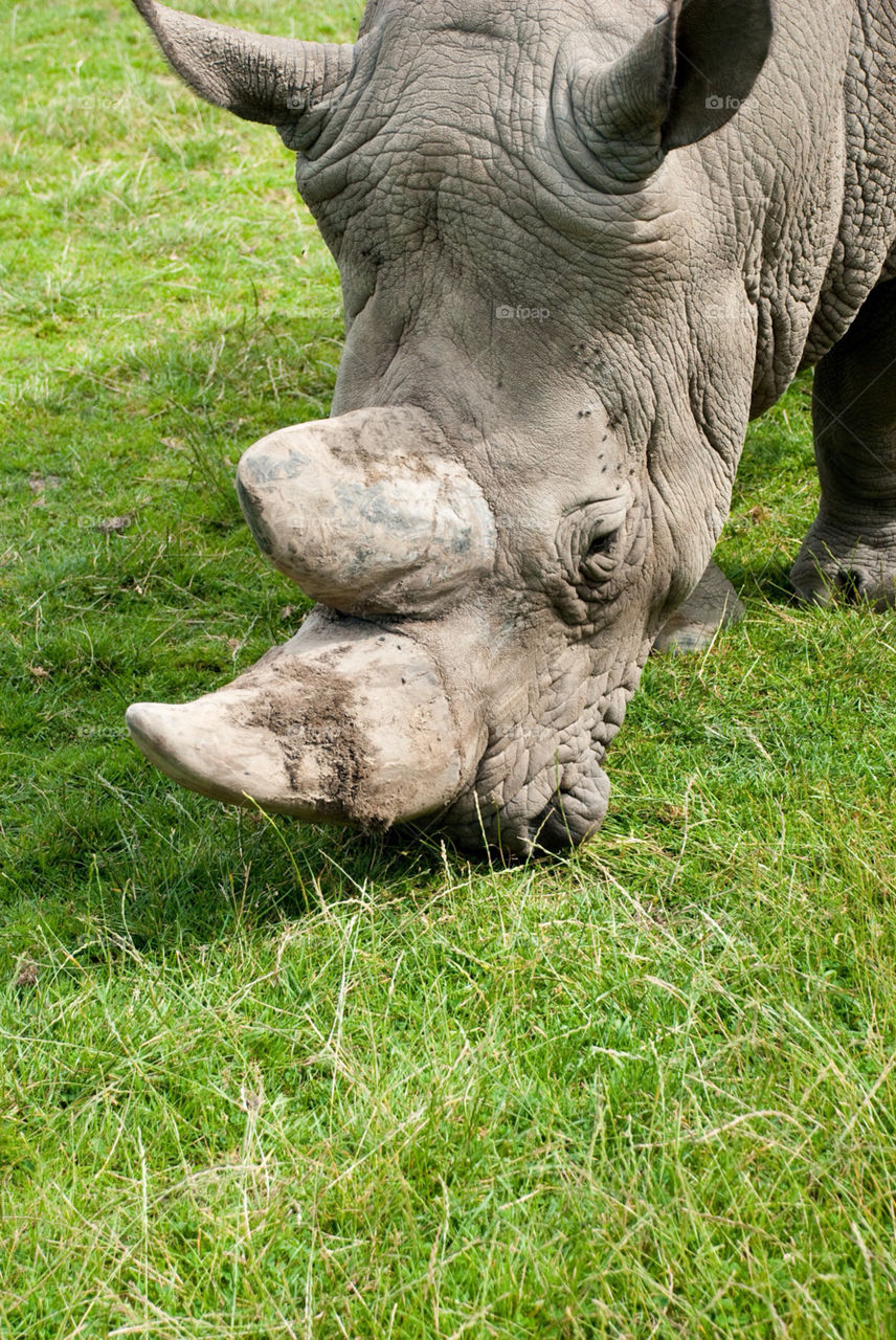 animal zoo wild rhino by jbdc