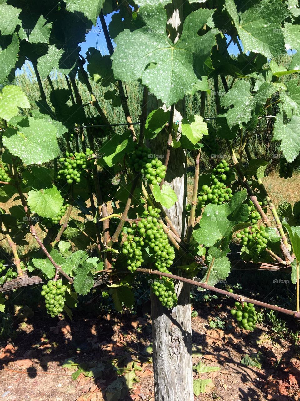 Young grapes on the vine