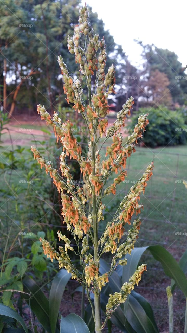 corn flowers. corn flowers