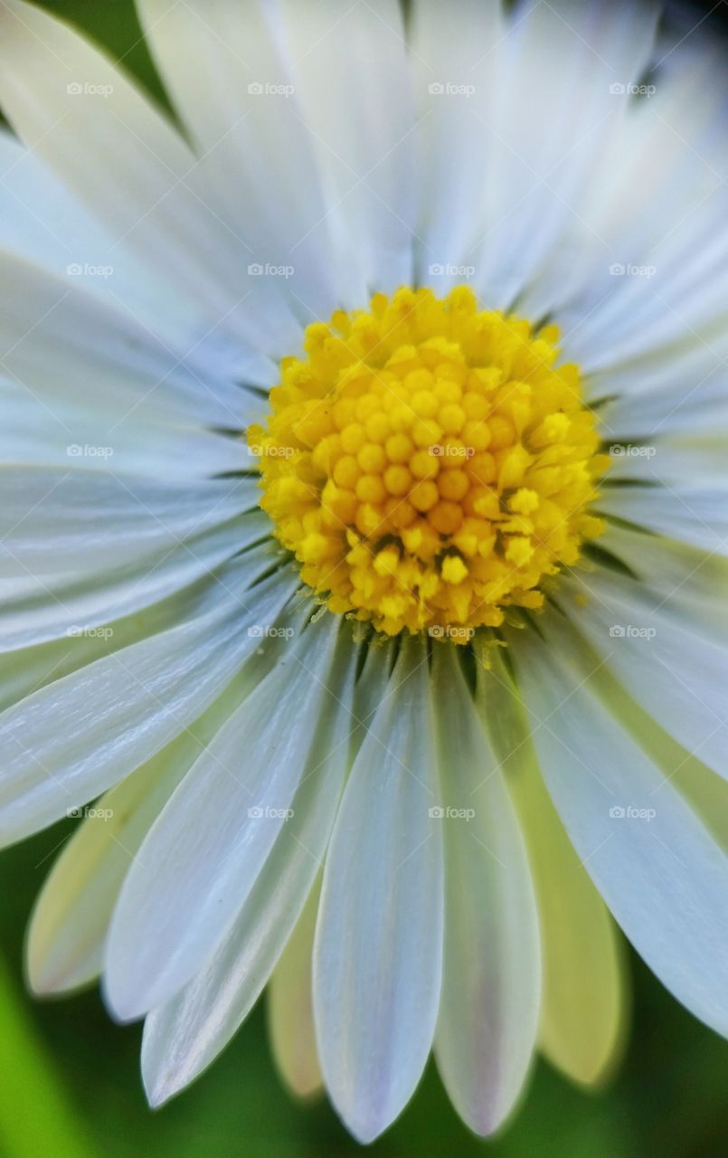 Close up of daisy flower