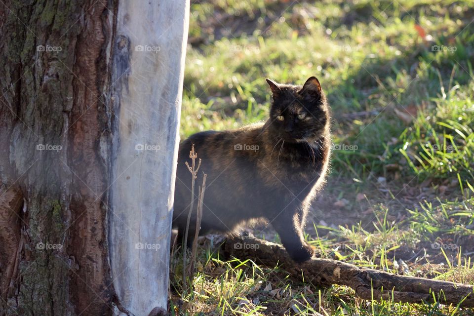 A tortoise shell cat balances on a fallen limb