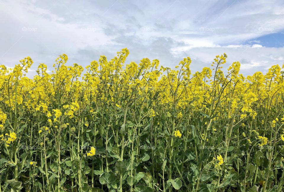 Beautiful blossom rapefield