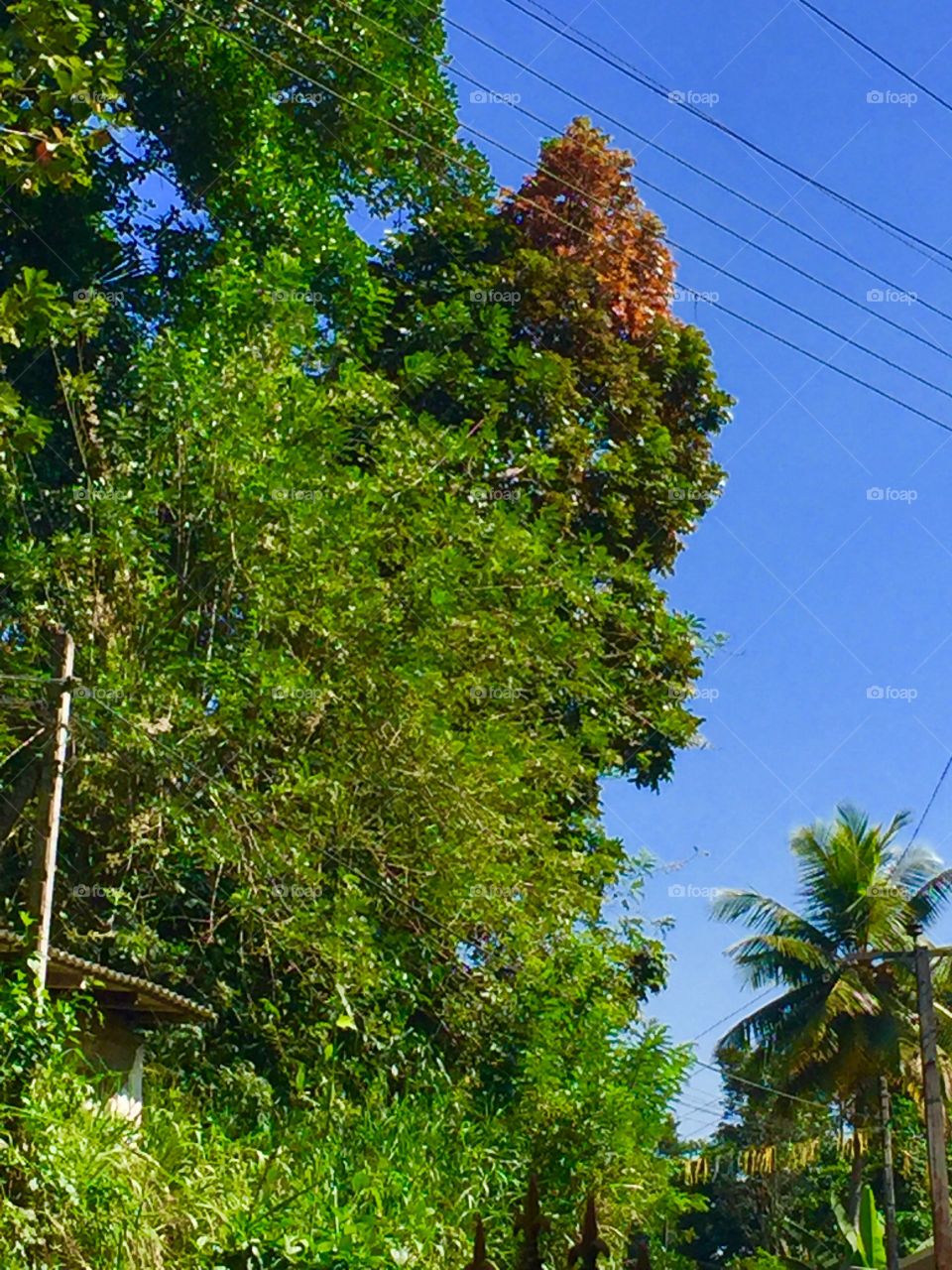 Colours breath life into our lives....although the tree is going to loose its leaves it remains steadily talking to the sky ..........,πππππ