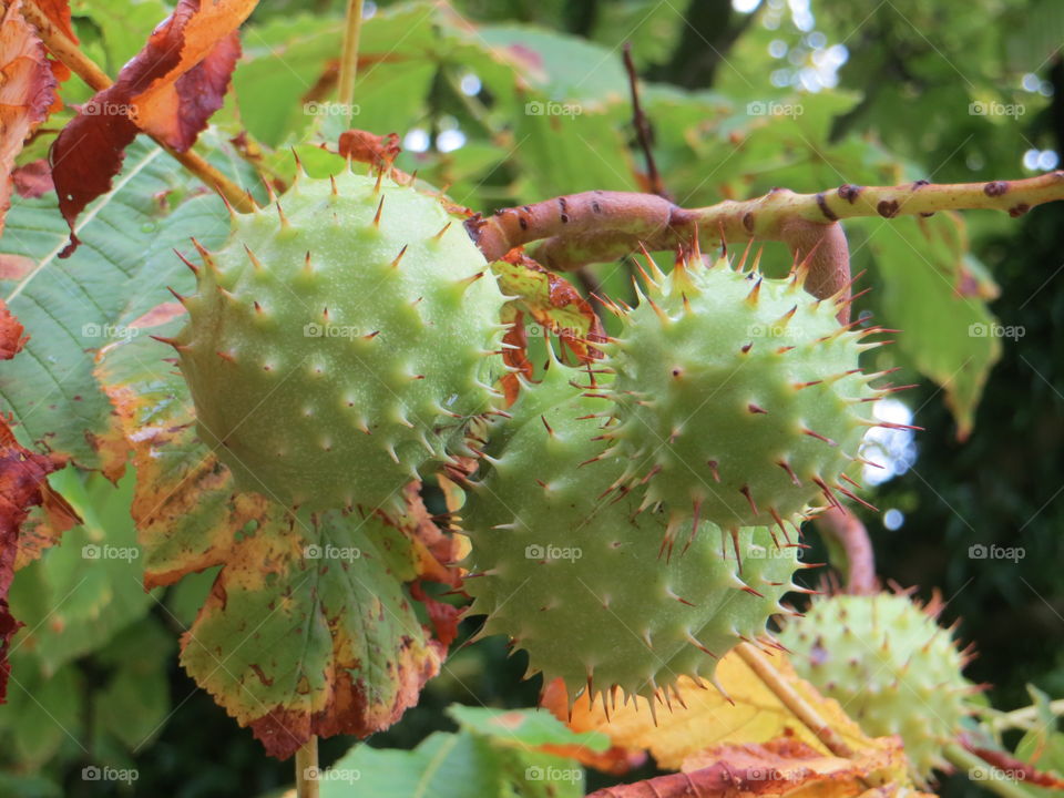 Horse-chestnuts. Green spiky conkers