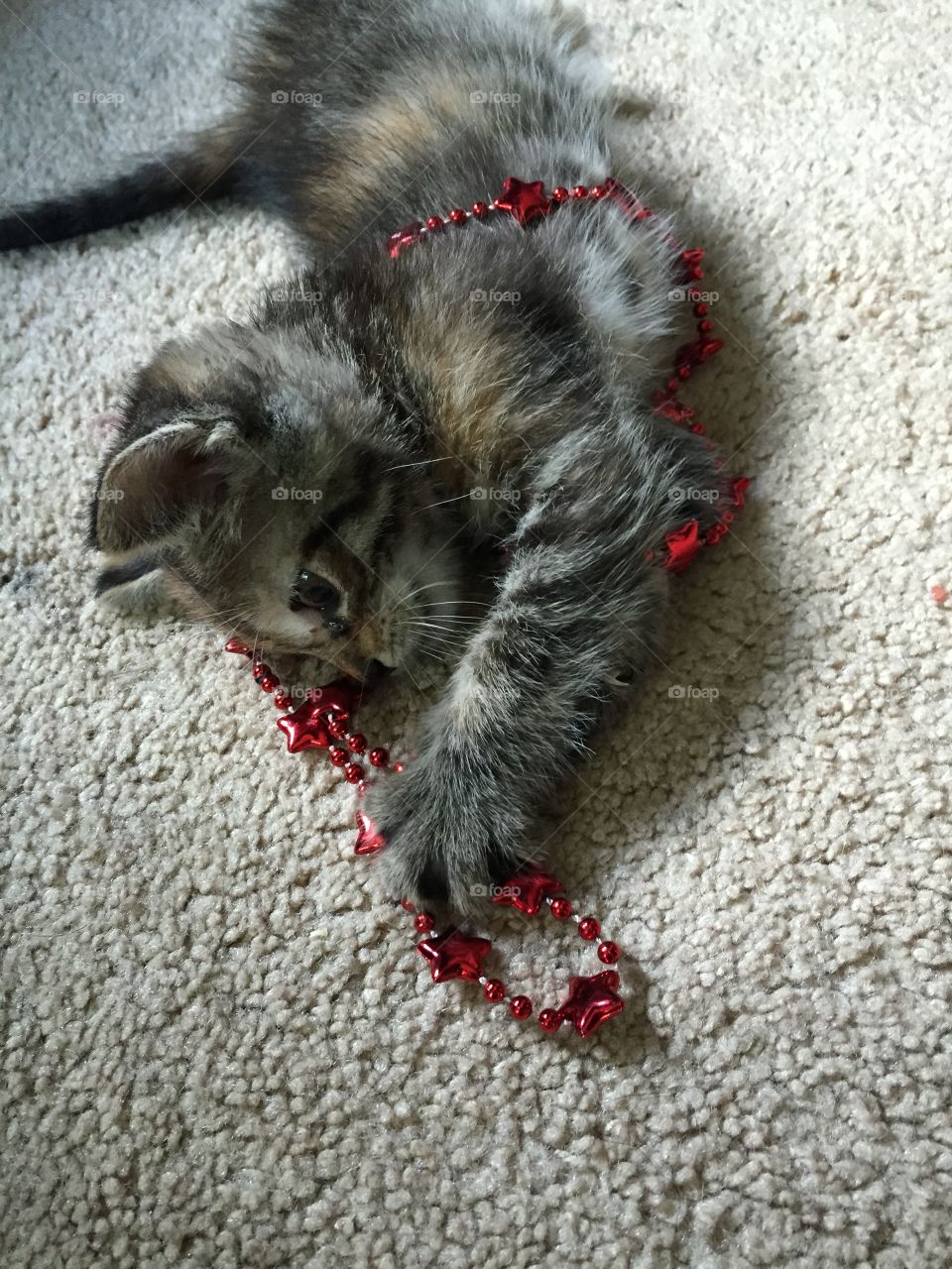 Patriotic play. Kitten plays with red star necklace 