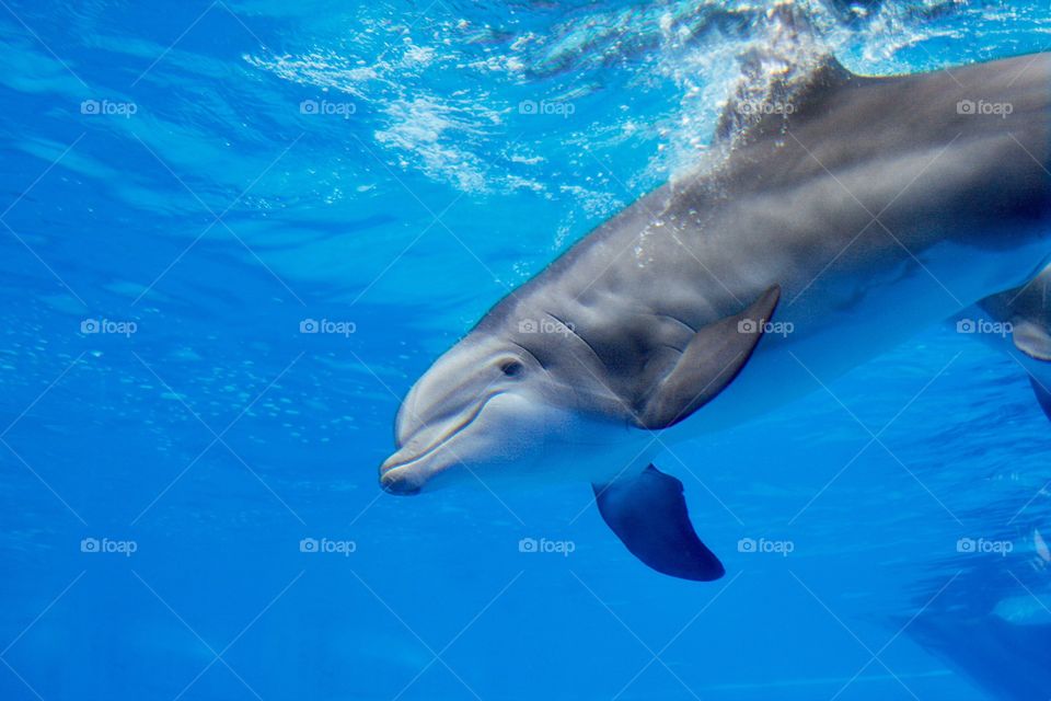 Dolphin 