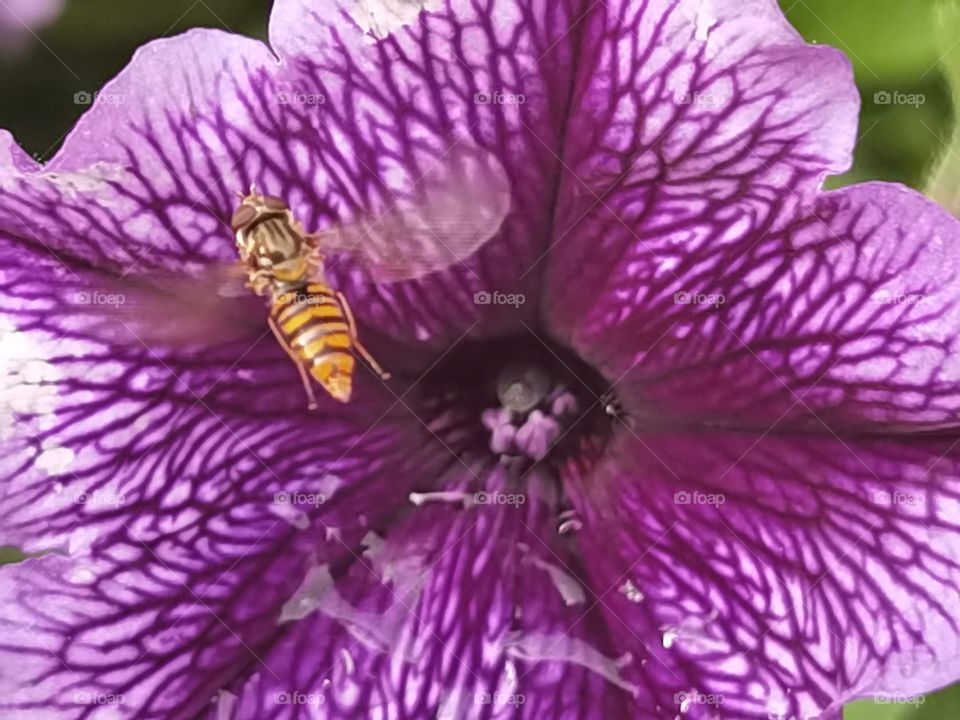 bug with flower