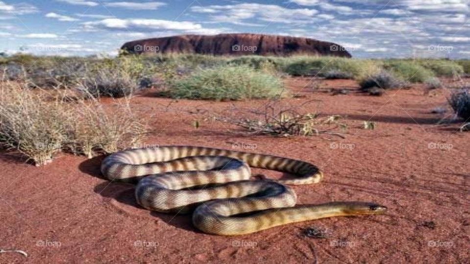 desert snake