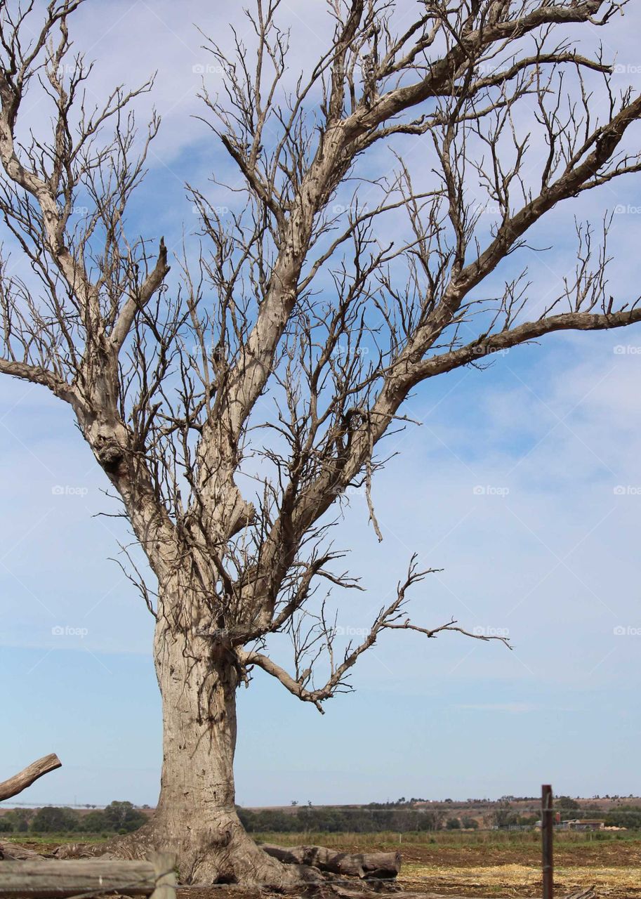 lone tree standing tall in the midday sun