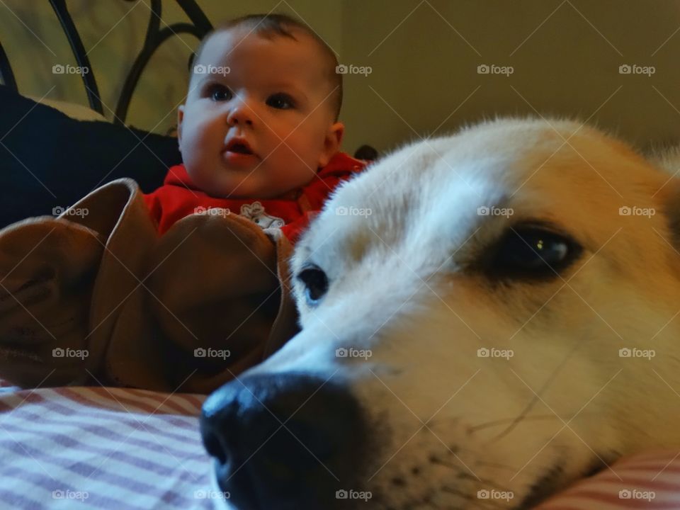 Baby With Family Dog
