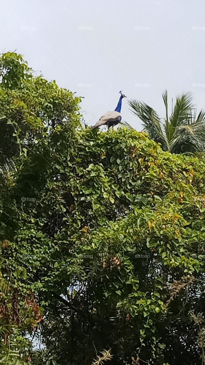 The beacock is on the tree and very nice