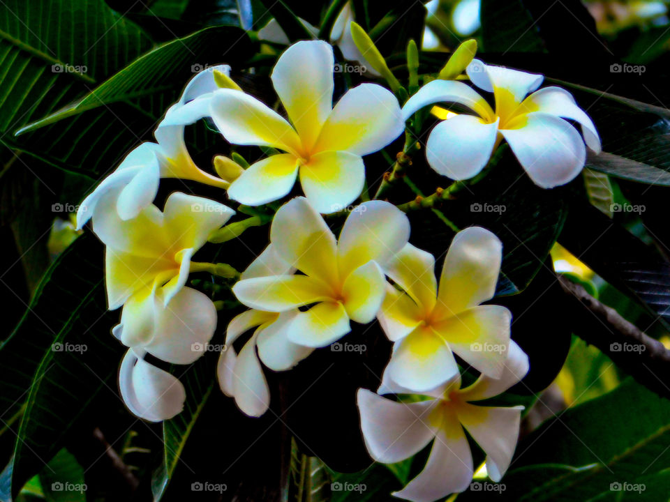 Yellow Frangipani petals