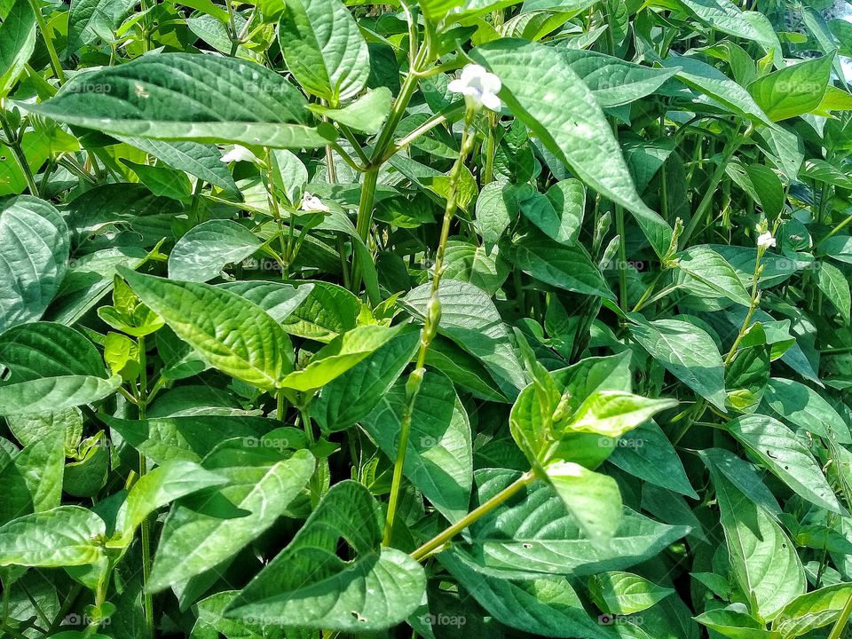 Asystasia intrusa this weed grows in tropical climates