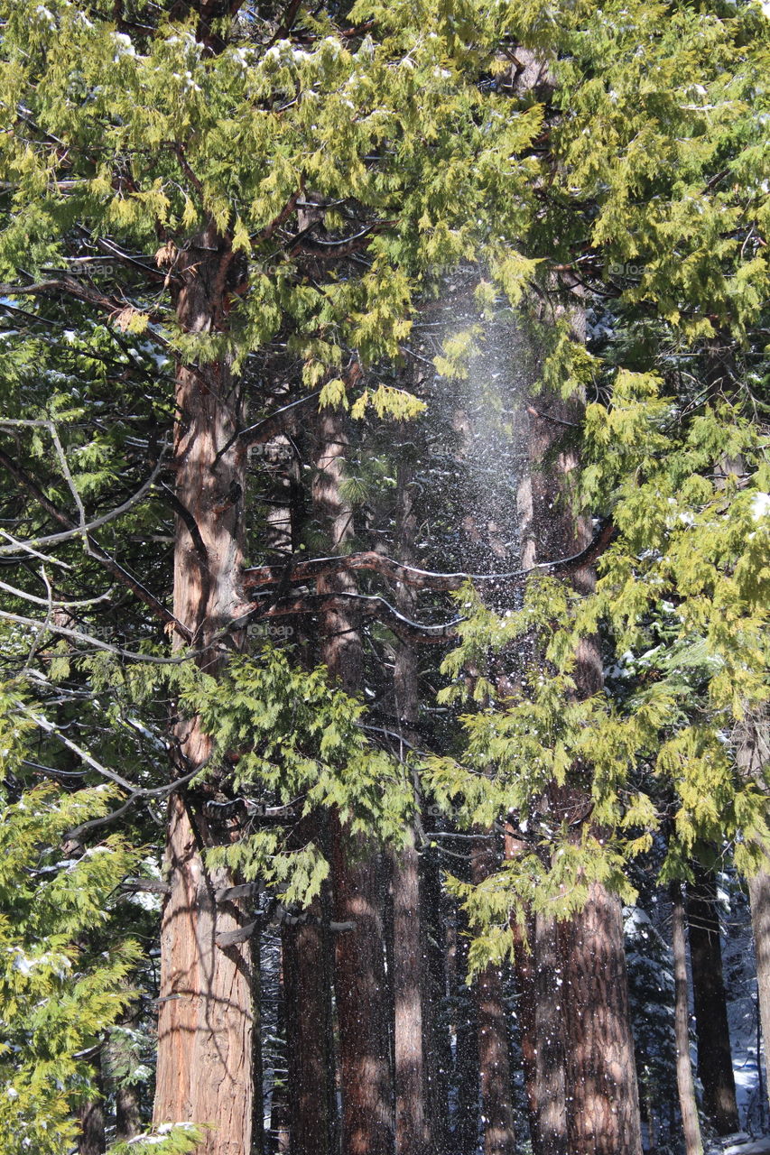 Forest snowfall