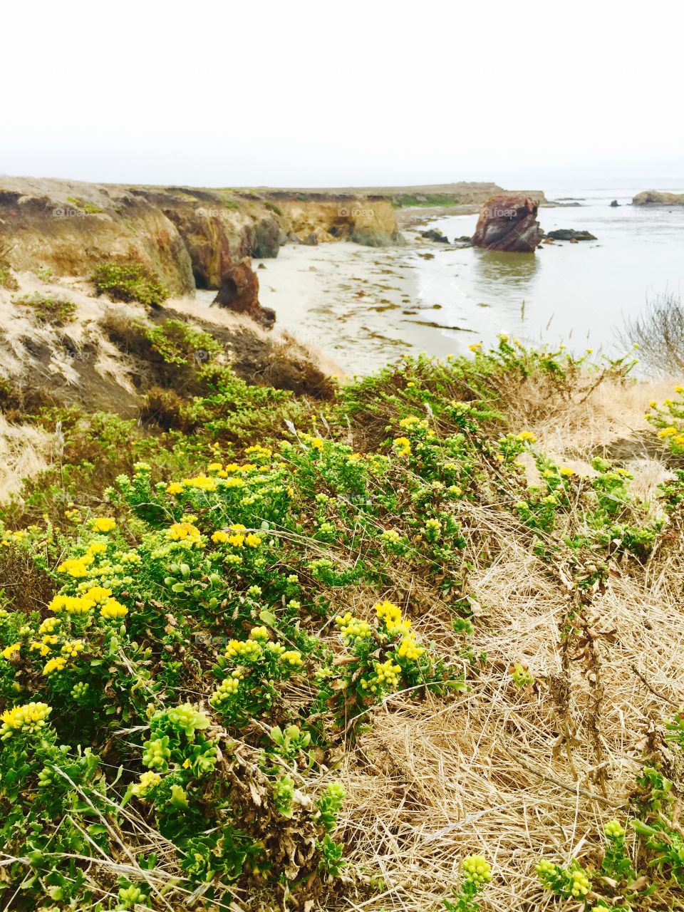 Flowers by the sea